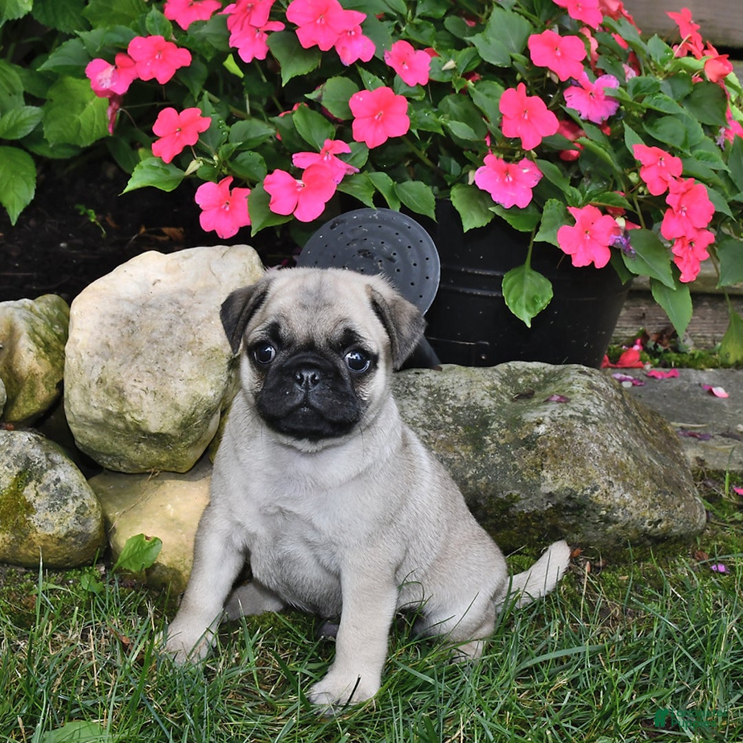 Pug dogs for sale: Buddy - Image 1