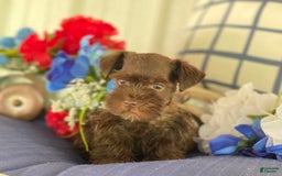 Miniature Schnauzer dogs for sale: Scamp - Image 2