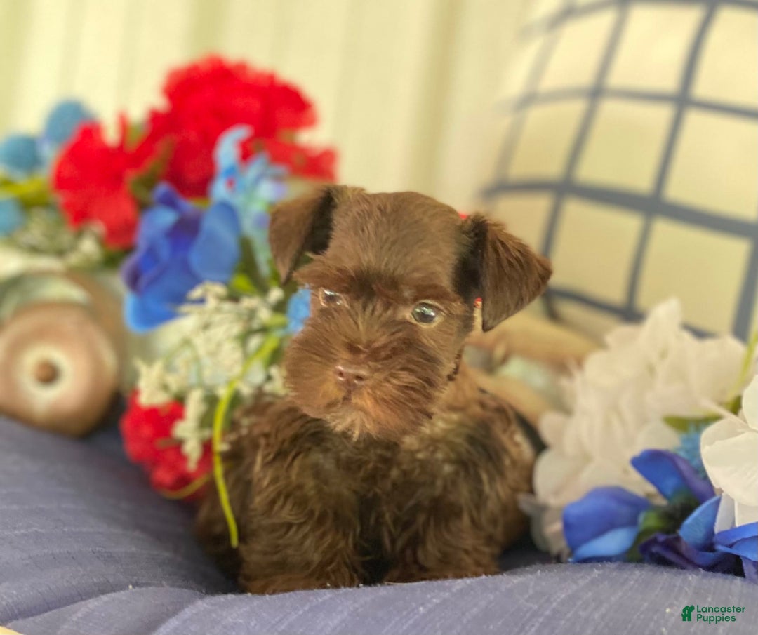 Miniature Schnauzer dogs for sale: Scamp - Image 2