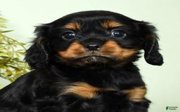 Cavalier King Charles Spaniel dogs for sale: Cooper - Image 1