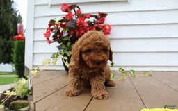 Mini Goldendoodle dogs for sale: Kris - Image 6