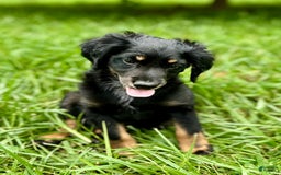 Dachshund dogs for sale: Molasses - Image 6