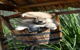 Pomeranian dogs for sale: Bear - Image 1