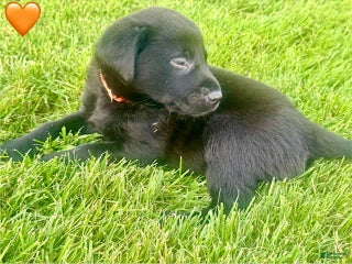 Male Black Orange Collar