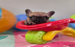 French Bulldog dogs for sale: French Bulldog 5 puppies - Image 3