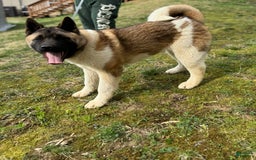 Akita dogs for sale: Nala - Image 3