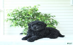 Cockapoo dogs for sale: Mike - Image 4