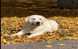 Golden Retriever dogs for sale: Winston - Image 12