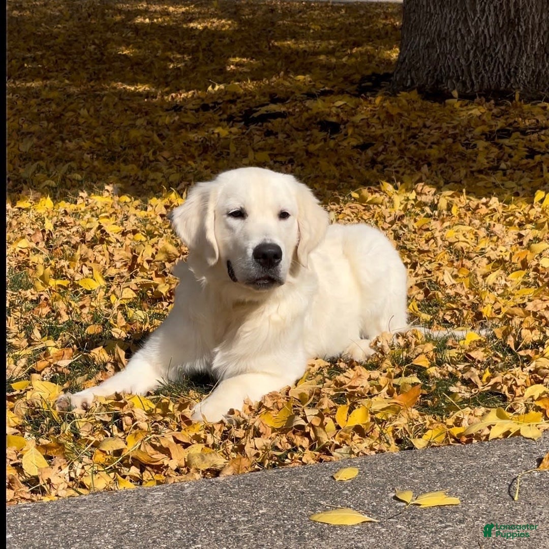 Golden Retriever dogs for sale: Winston - Image 12