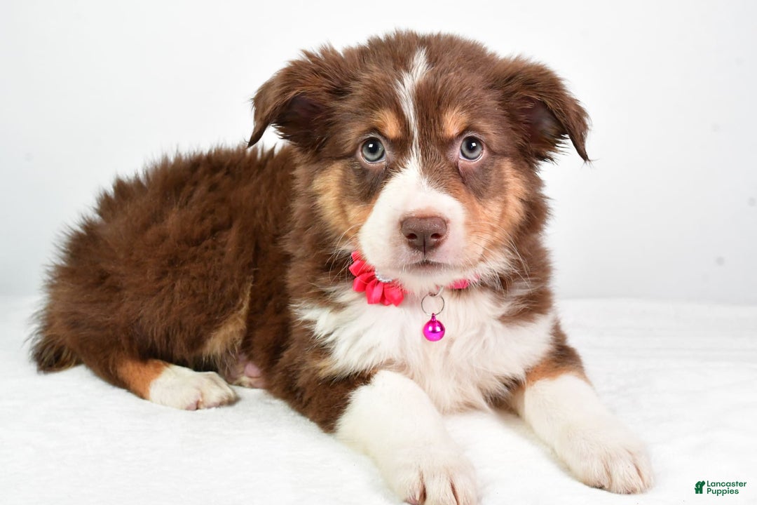 Australian Shepherd dogs for sale: Sadie - Image 6