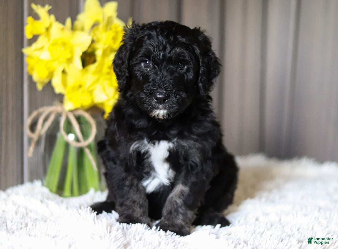 Sheepadoodle dogs for sale: Howdy - Image 1
