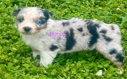 Australian Shepherd dogs for sale: Bitsy - Image 1