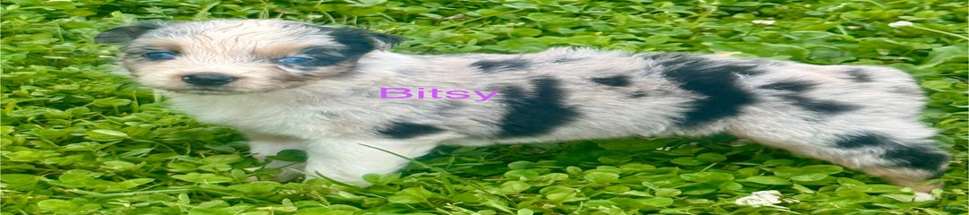 Bitsy