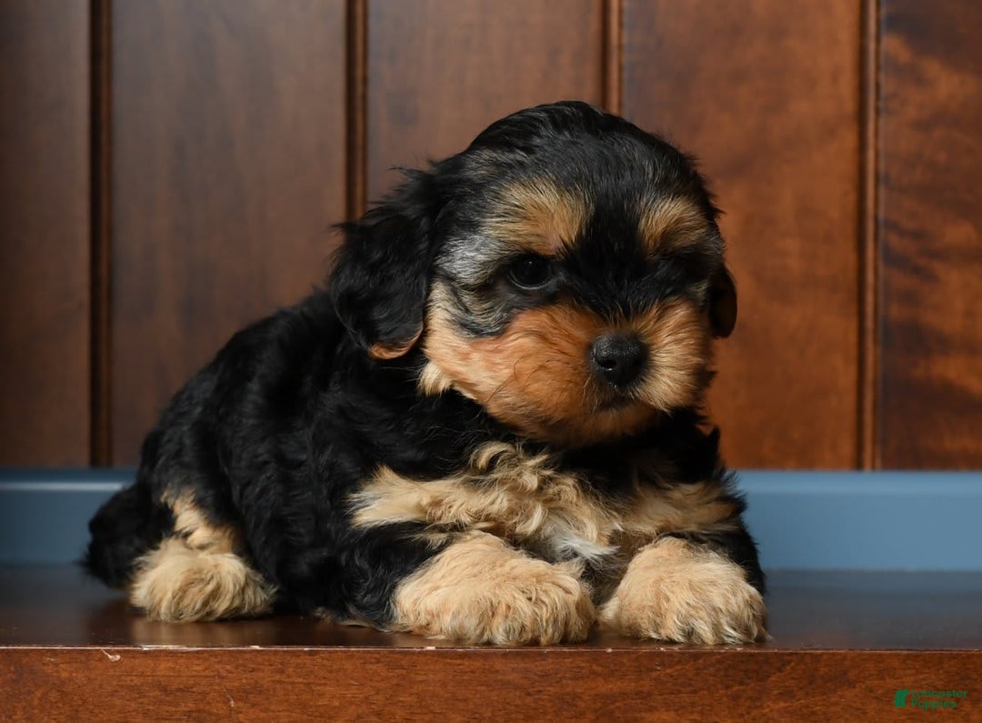 Yorkiepoo dogs for sale: Bella - Image 9