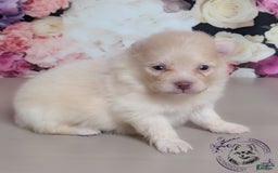 Pomeranian dogs for sale: Sunny - Image 4