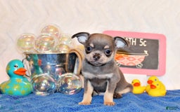 Chihuahua dogs for sale: Urban - Image 4