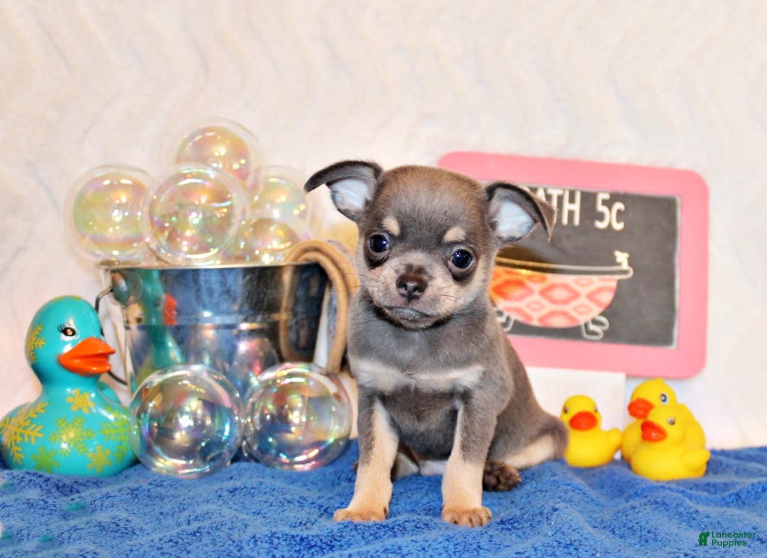 Chihuahua dogs for sale: Urban - Image 4