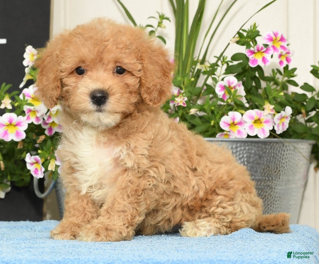Bichpoo dogs for sale: Shelly - Image 7