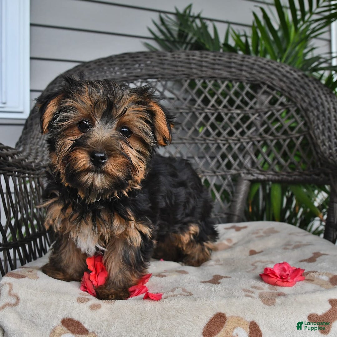 Yorkshire Terrier dogs for sale: Lilac - Image 3