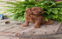 Mini Goldendoodle dogs for sale: Mini-logan - Image 31