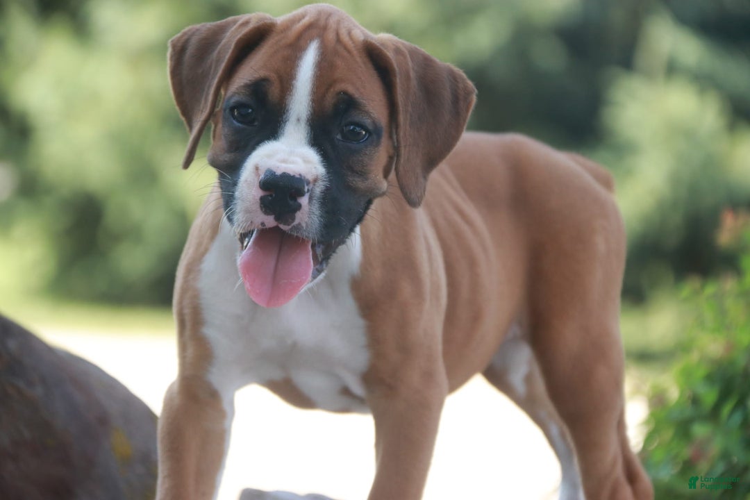 Boxer dogs for sale: Stacy - Image 8