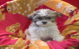 Malshi dogs for sale: Vivi - Image 1