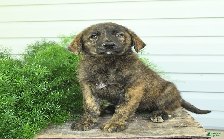 German Shepherd dogs - Advert 12