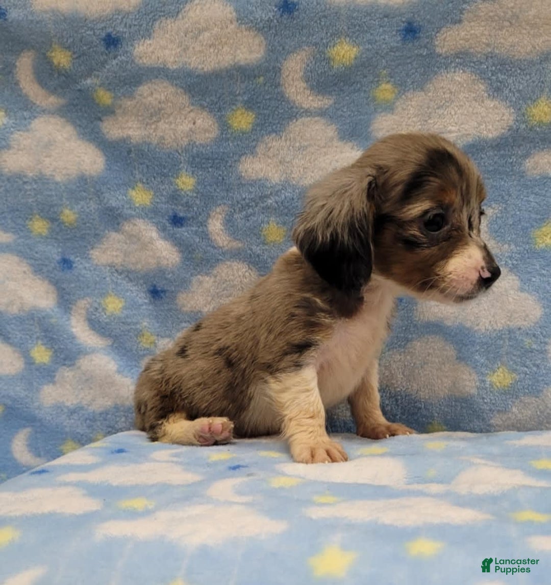 Miniature Dachshund dogs for sale: Sky - Image 1