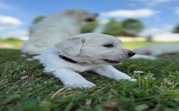 Golden Retriever dogs for sale: Black - Image 2