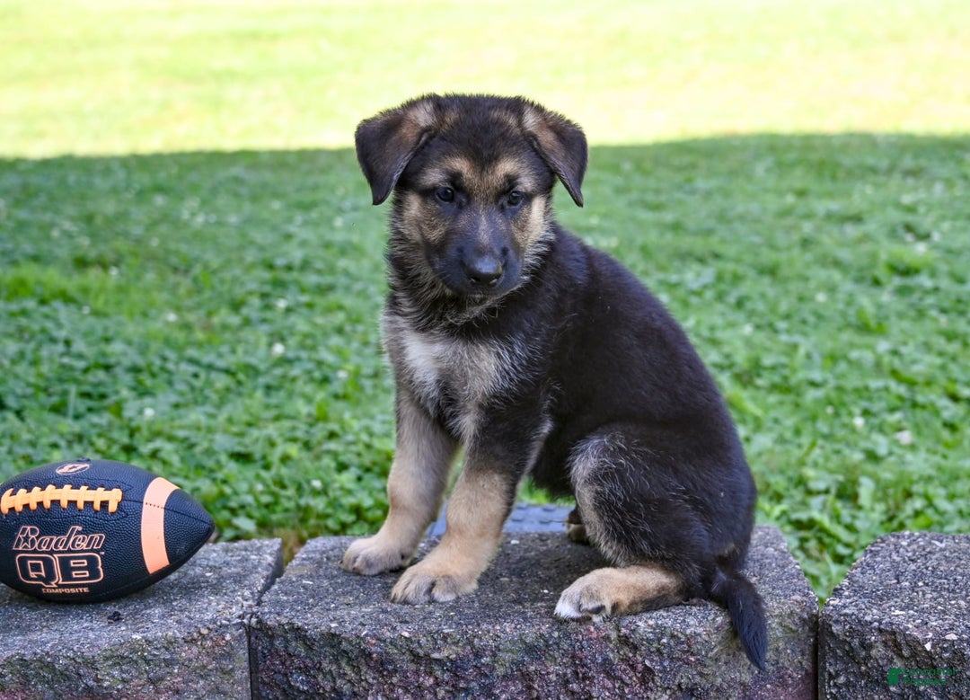 German Shepherd dogs for sale: Andre - Image 3
