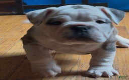 Olde English Bulldogge dogs for sale: Kandi - Image 2