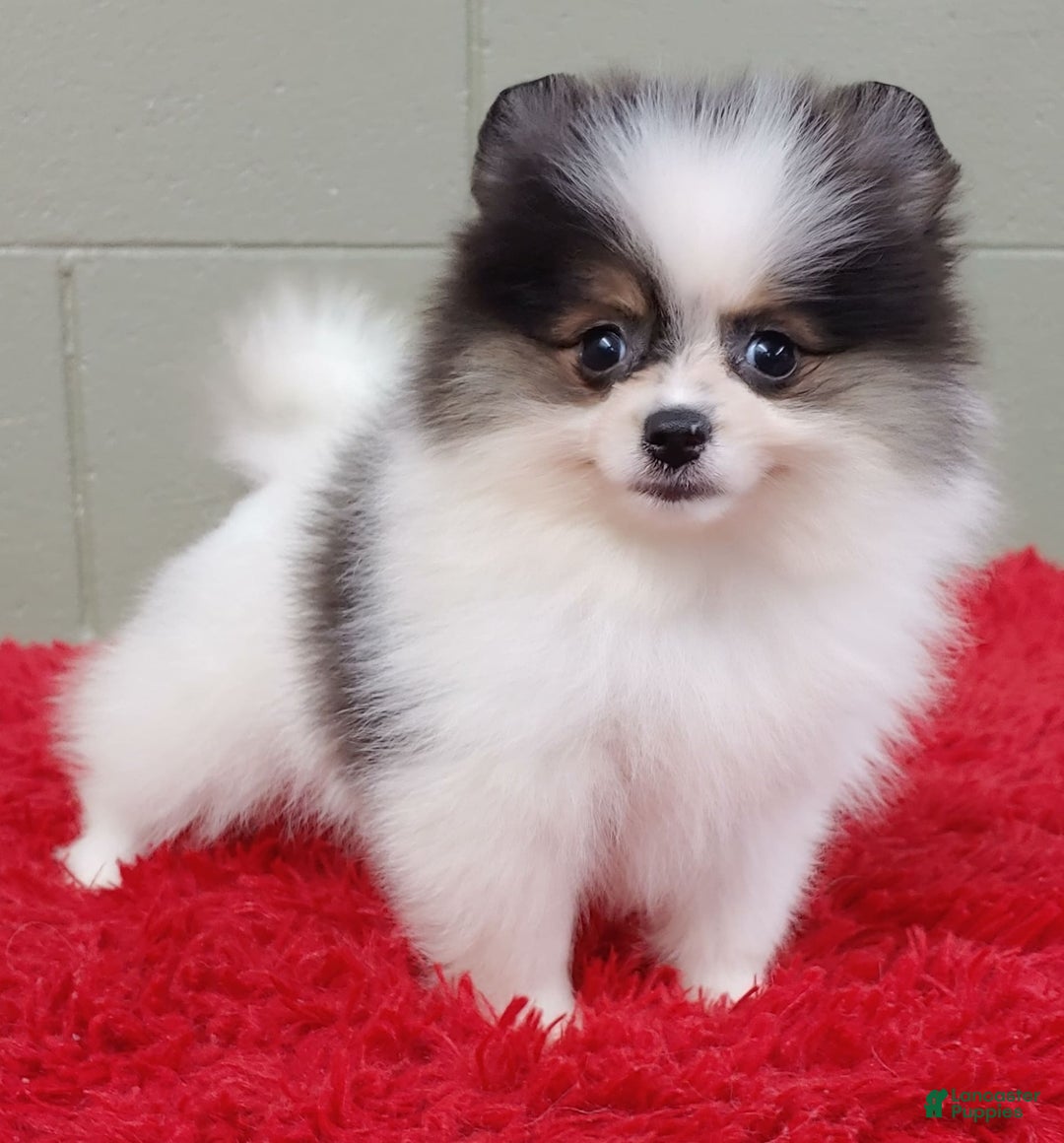 Pomeranian dogs for sale: Topper - Image 14