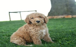 Standard Poodle dogs for sale: Captain - Image 3