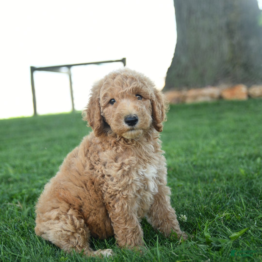 Standard Poodle dogs for sale: Captain - Image 3
