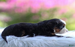 Mini Bernedoodle dogs for sale: Marley - Image 9