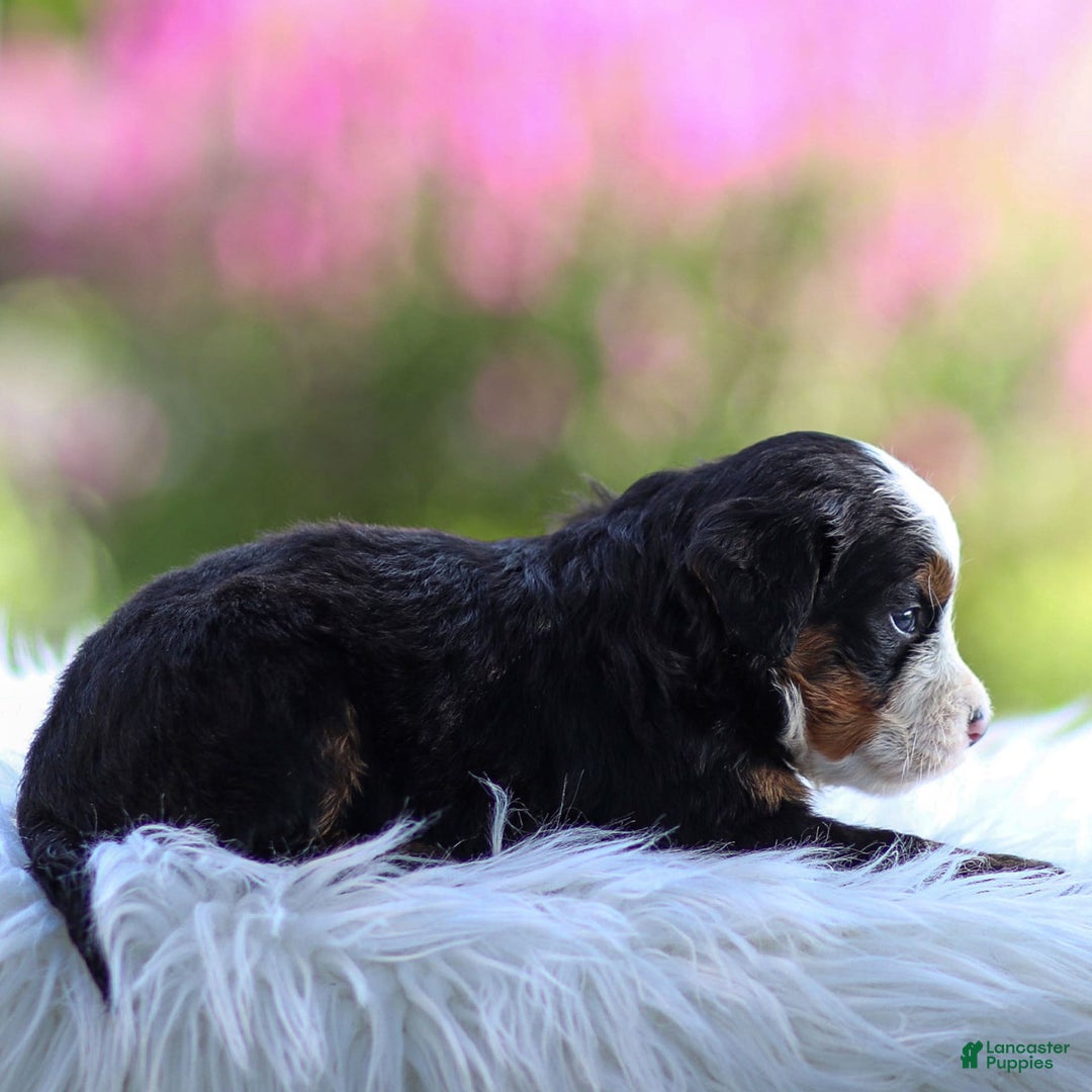 Mini Bernedoodle dogs for sale: Marley - Image 9