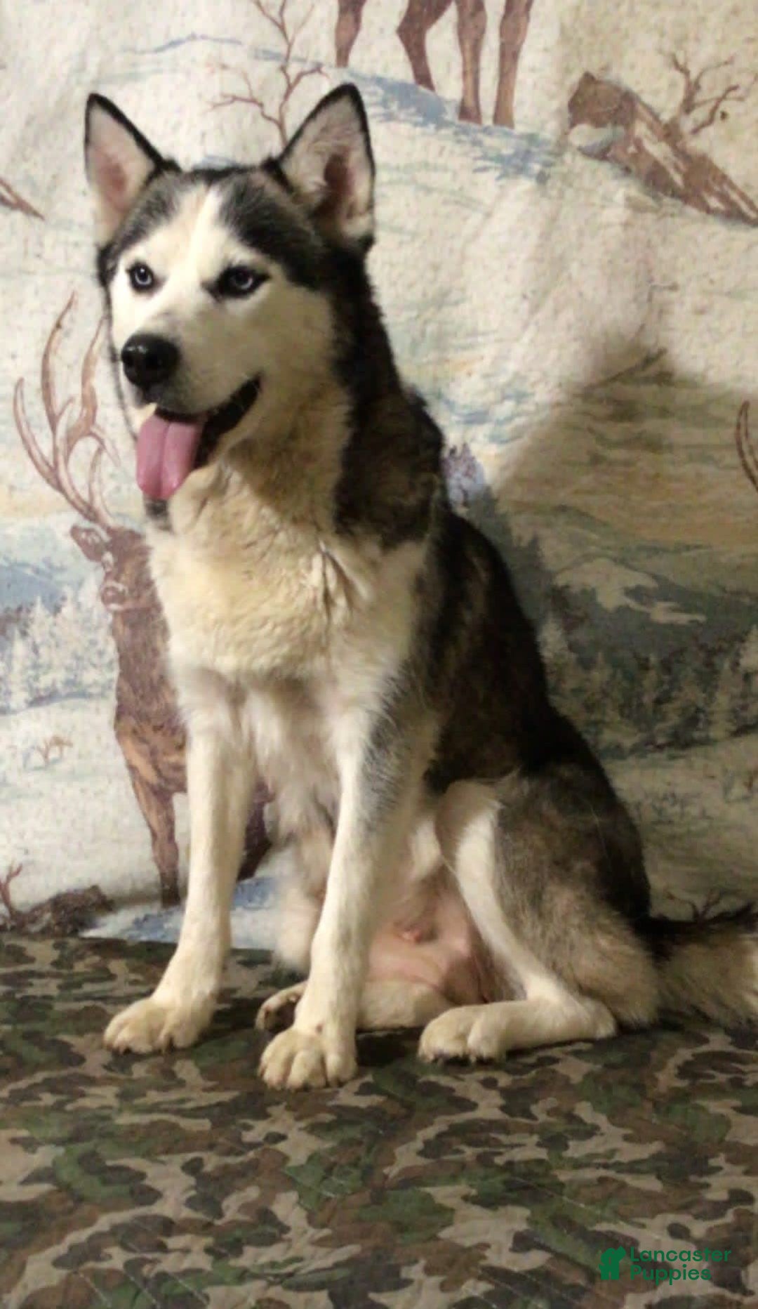 Pomsky dogs for sale: Bella - Image 6