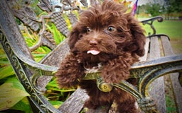 Havapoo dogs for sale: Bessie - Image 7