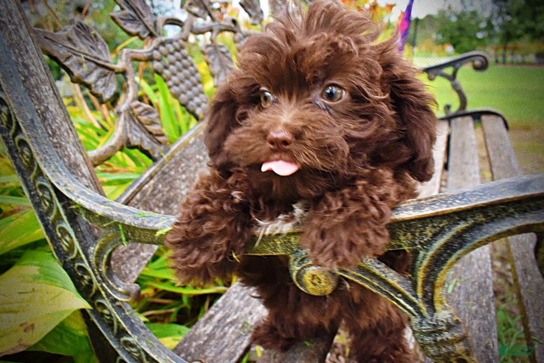Havapoo dogs for sale: Bessie - Image 7