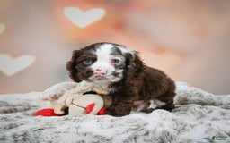 Cocker Spaniel dogs for sale: Jake - Image 1