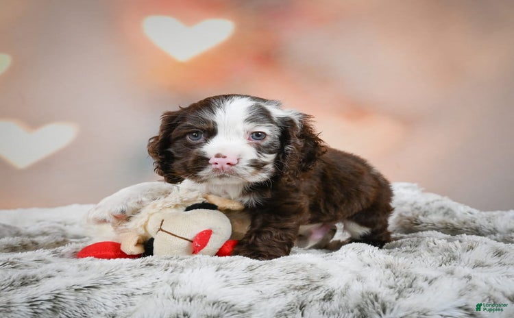 Cocker Spaniel dogs for sale - Ad 2