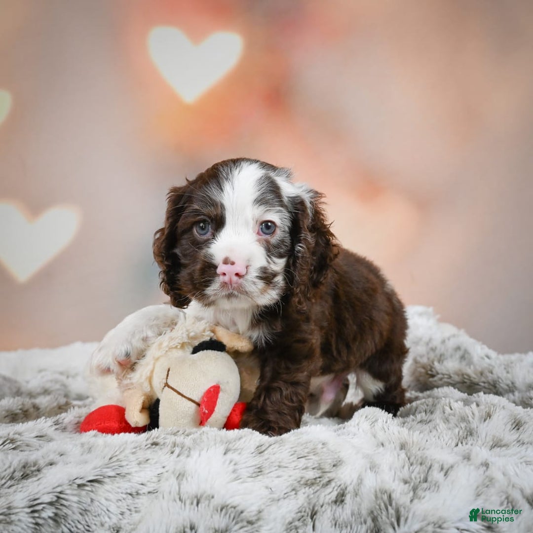 Cocker Spaniel dogs for sale: Jake - Image 1