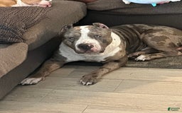 American Bully dogs for sale: Little Leo - Image 13