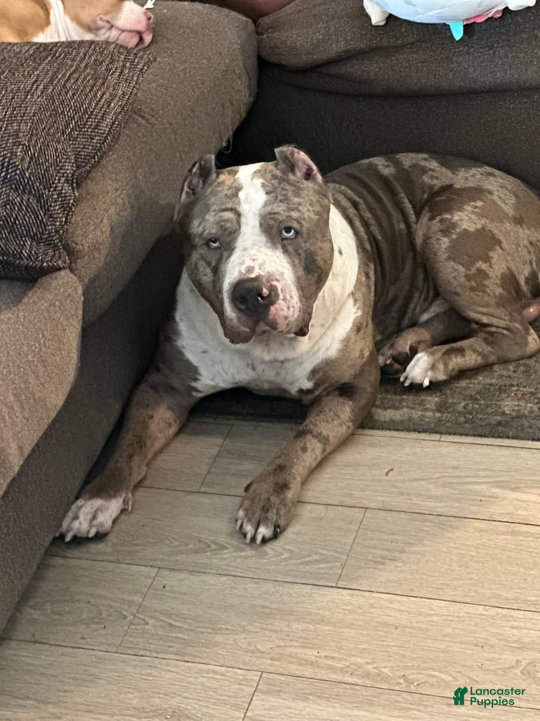 American Bully dogs for sale: Little Leo - Image 13