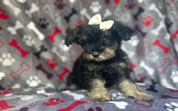 Miniature Schnauzer dogs for sale: Lilo - Image 5