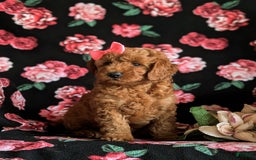 Mini Goldendoodle dogs for sale: Hildie Hypoallergenic - Image 2