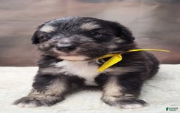 Shetland Sheepdog dogs for sale: Hubble - Image 1