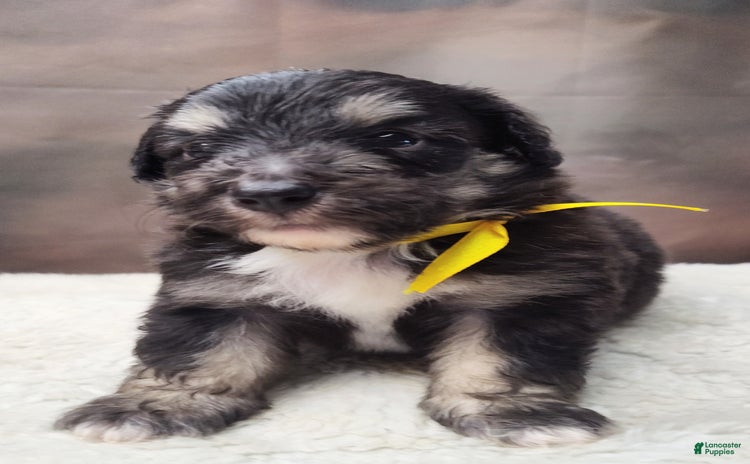 Shetland Sheepdog dogs for sale - Ad 4
