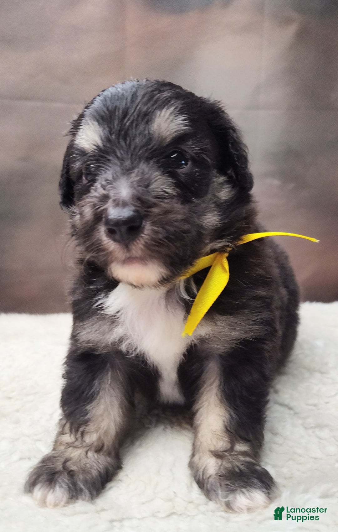 Shetland Sheepdog dogs for sale: Hubble - Image 1