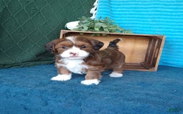 Havanese dogs for sale: Lilly - Image 9